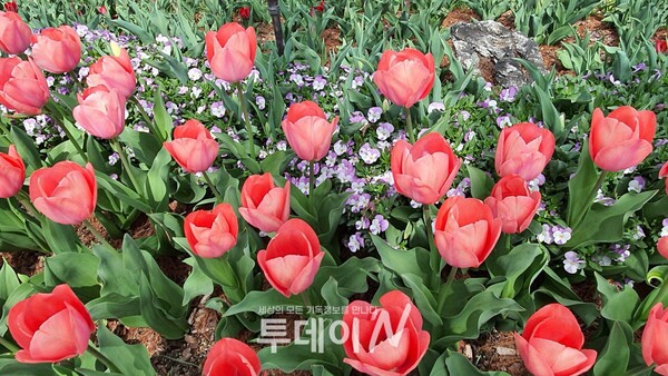 현재 순천만국가정원은 봄을 맞아 다양한 꽃들이 관광객을 맞이하고 있다.