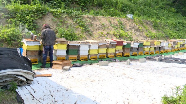 꿀벌을 키우며 농촌교회의 자립화 방안을 다각화 시켰다.